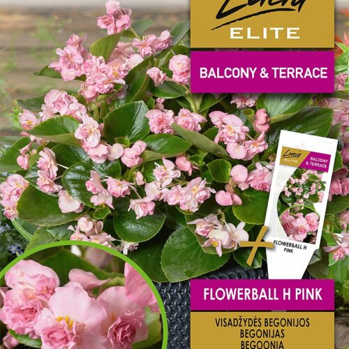 begoonia