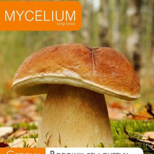 Kivipuraviku mütseel 10 g