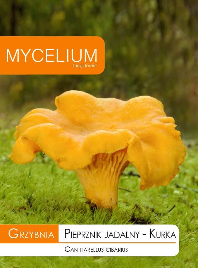 Мицелий лисички 10 г