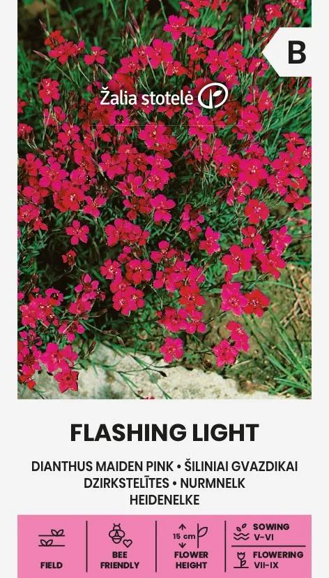 Flashing Light Dianthus Maiden Pink flowers with vibrant pink petals, suitable for gardens and landscaping, attracting bees and pollinators.