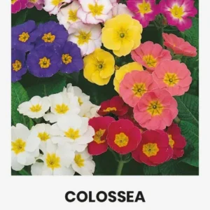 Примула высокая "Colossea"