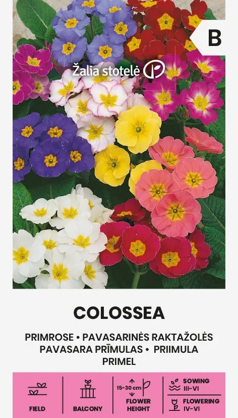Примула высокая "Colossea"