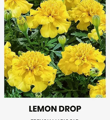 Бархатцы мелкоцветные LEMON DROP