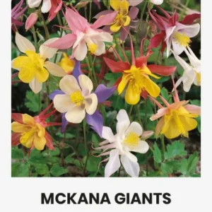 ВОДОСБОР MCKANA GIANTS