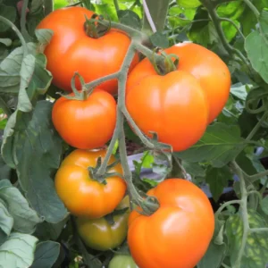 Tomato Pills