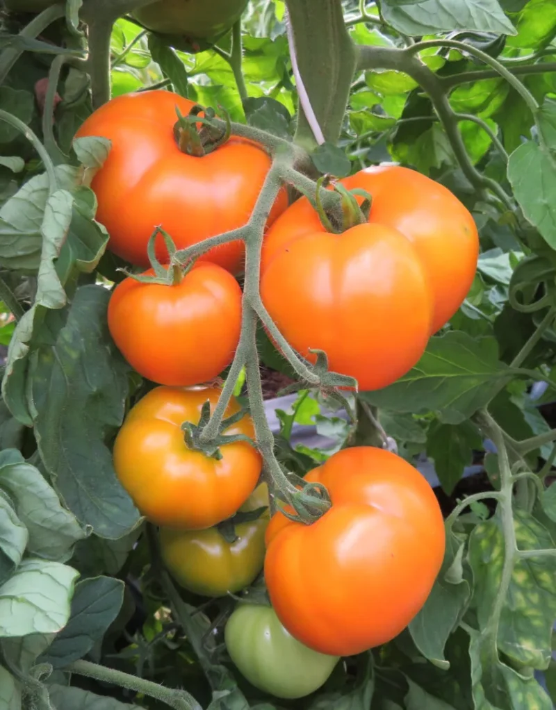 Tomato Pills