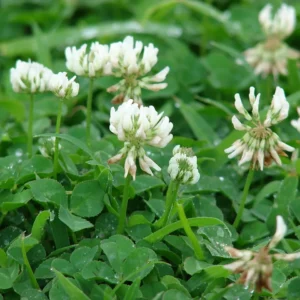 Valkoapila RIVENDEL