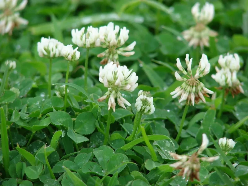 Valkoapila RIVENDEL